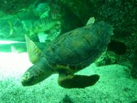 larevuesciencesdegestion com